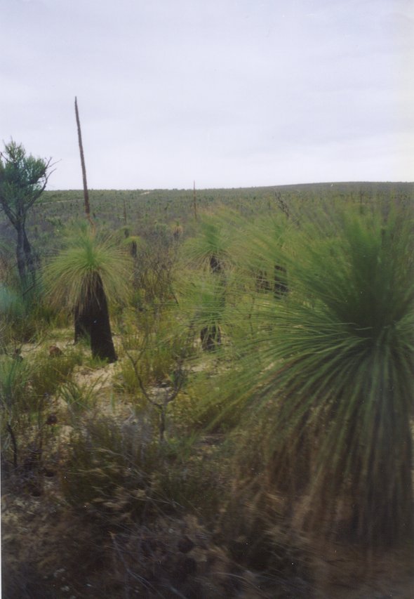 Balga Bush (Xanthorrhoea preissii)n