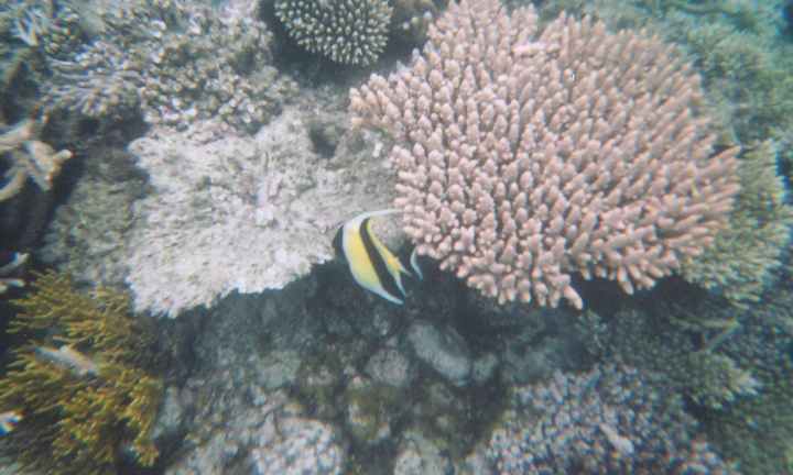 On the Great Barrier Reef