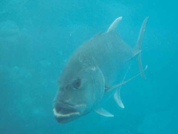 On the Great Barrier Reef