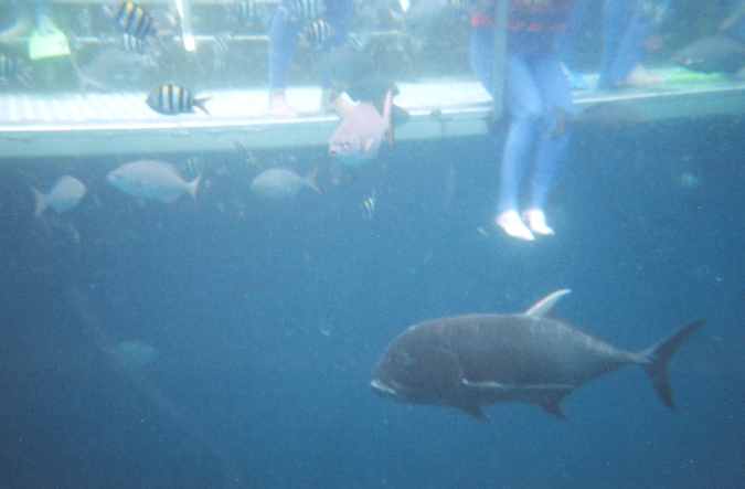 On the Great Barrier Reef