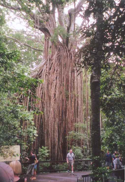 500 year old Fig Tree
