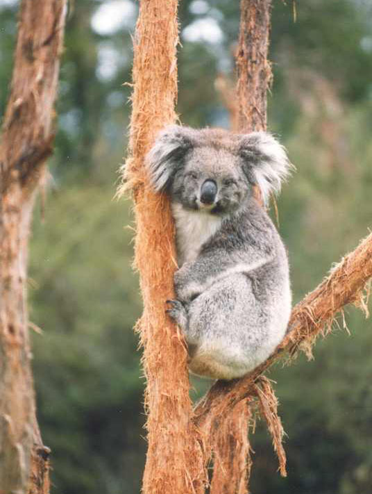 A Koala