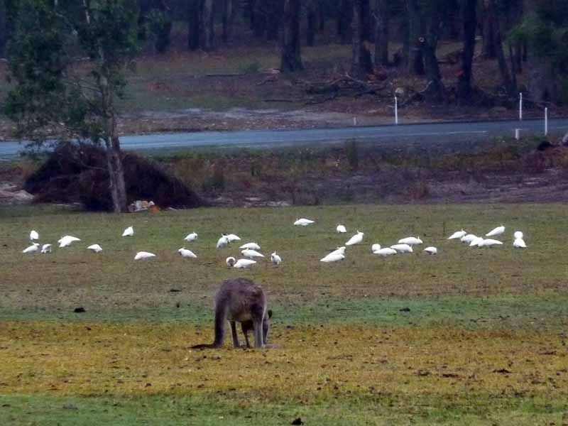 Cockatoos and Kangaroo in the Grampians 2012
