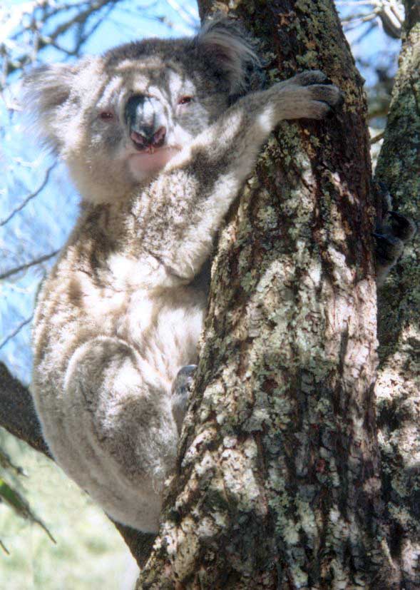 Koala in Tower Hill Game Reserve