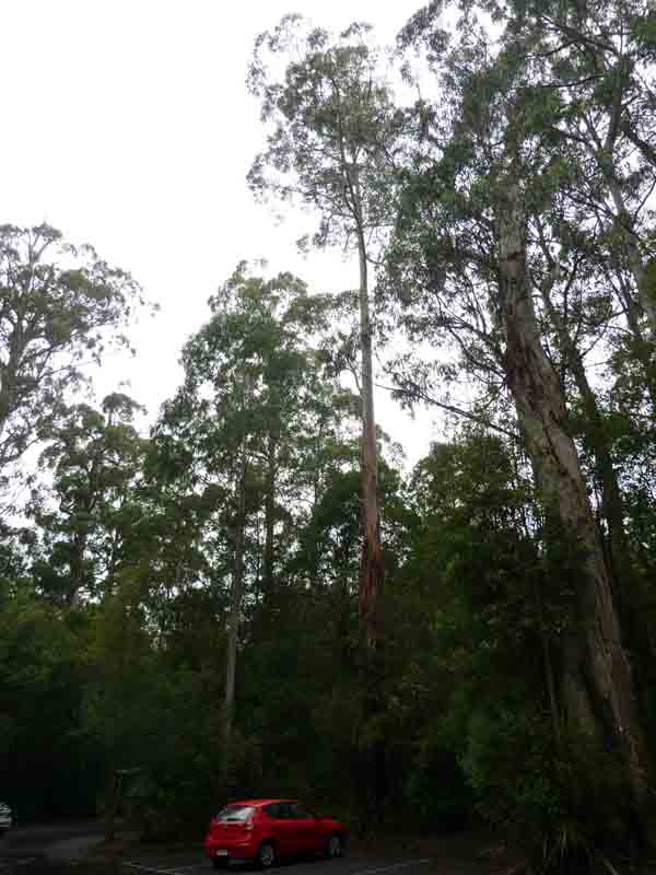 Great Otway National Park