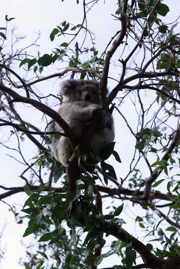 A Koala