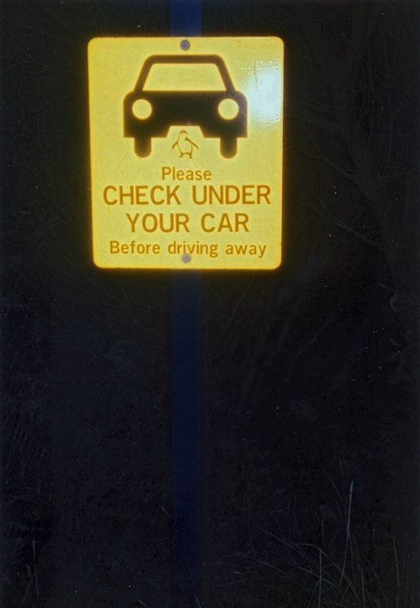 Watch out for fairy penguins under the car