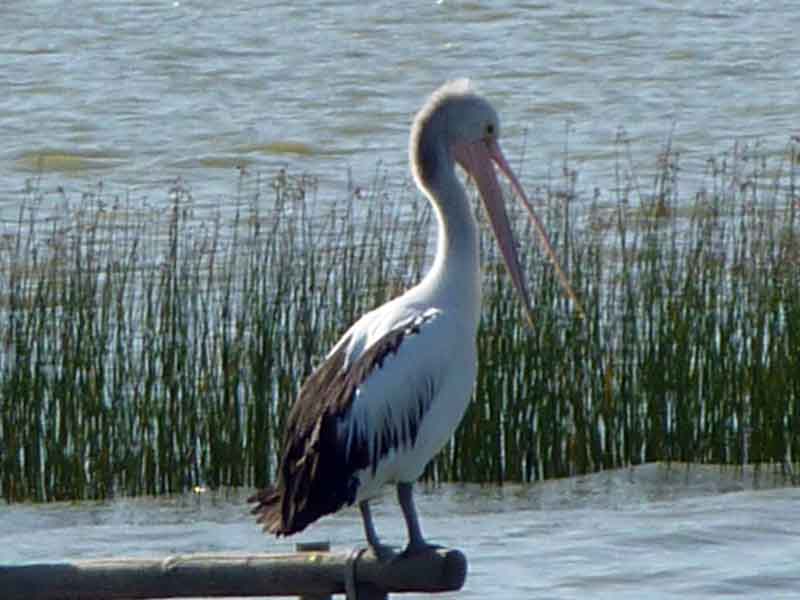 Pelican, Coorong National Park