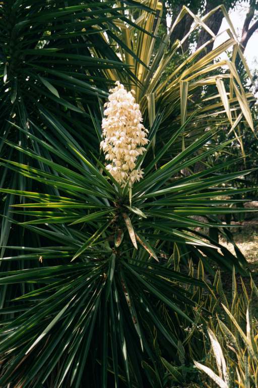 Yucca