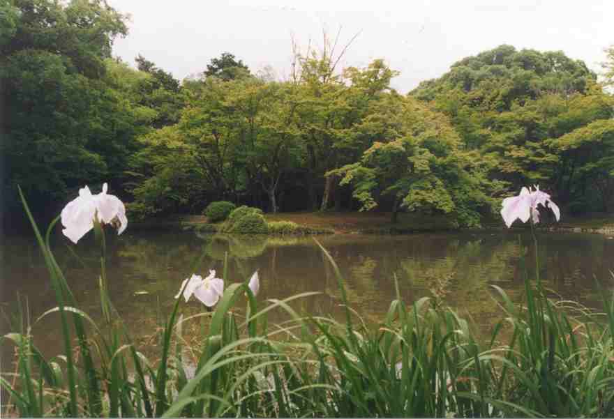Scenes of the garden