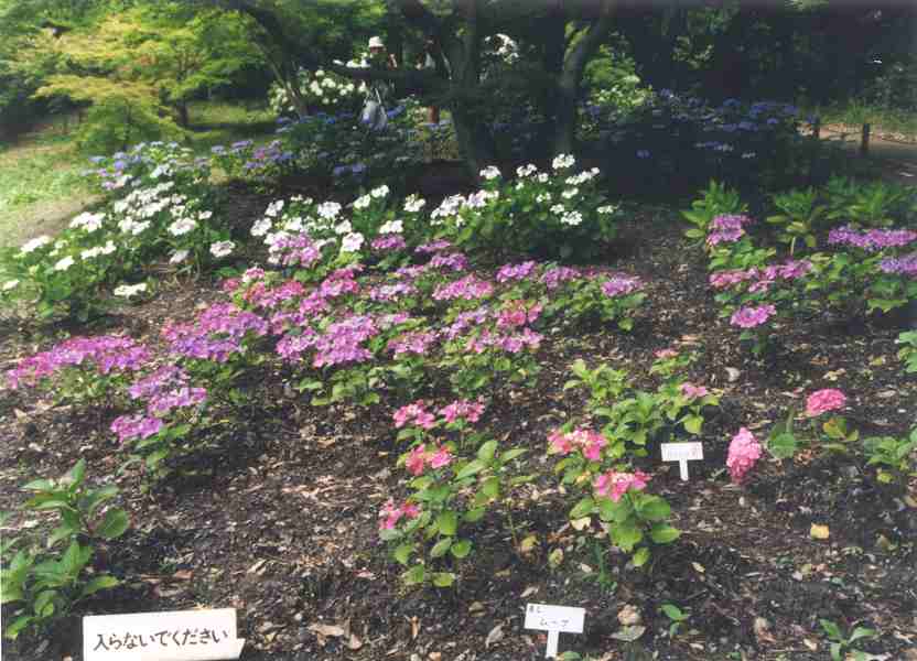 Scenes of the garden