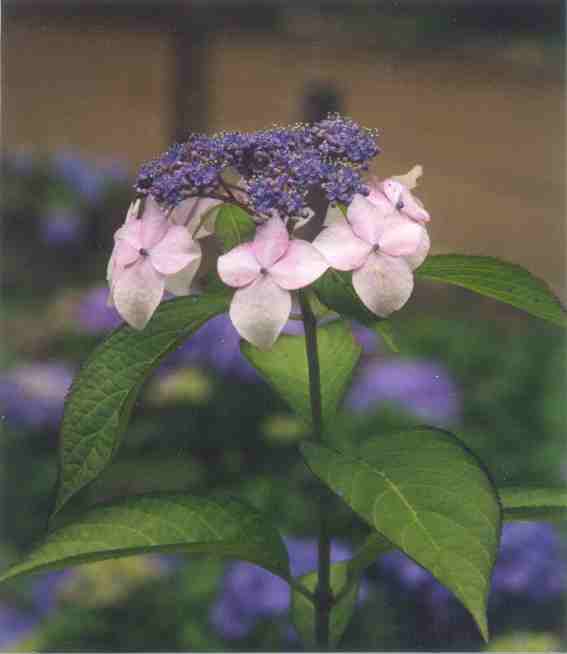 Scenes of the garden