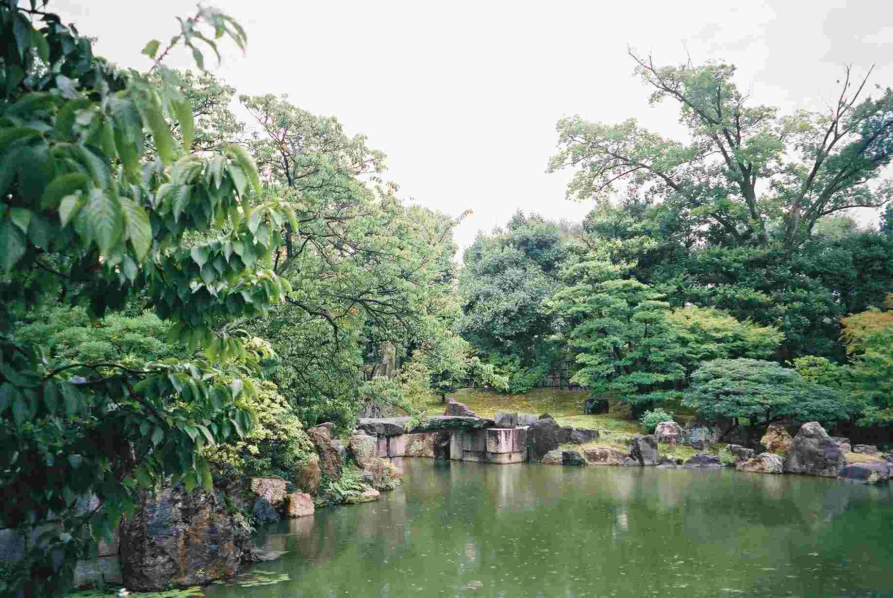 The garden in the rain