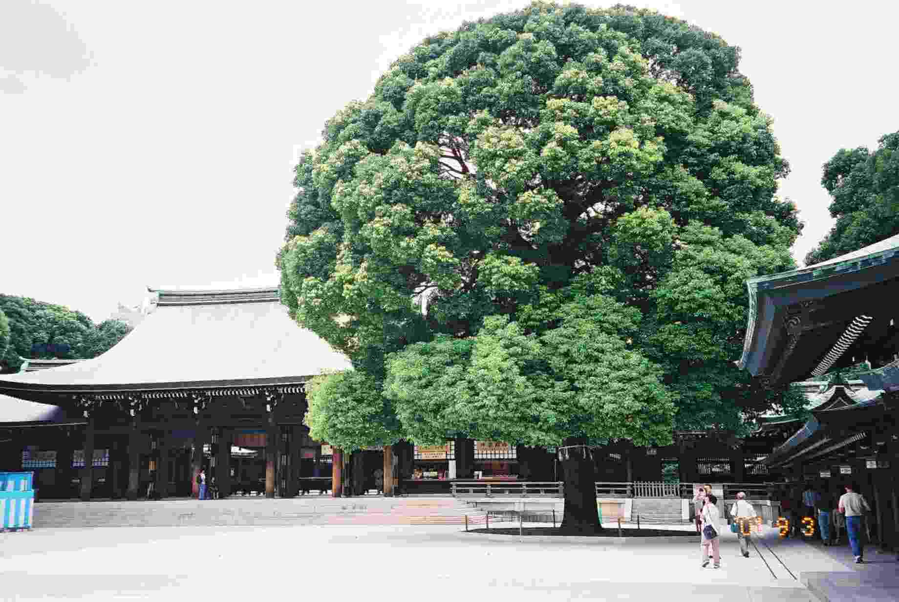 The Cypress Tree in the Courtyard