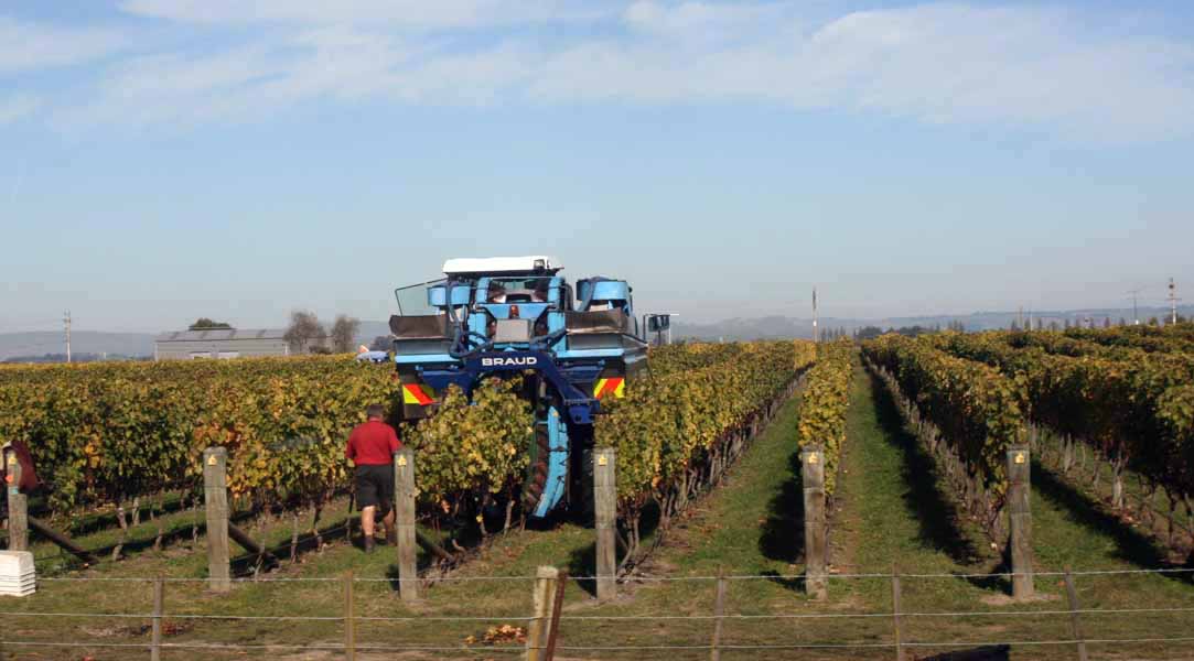 Hawke's Bay Vineyard