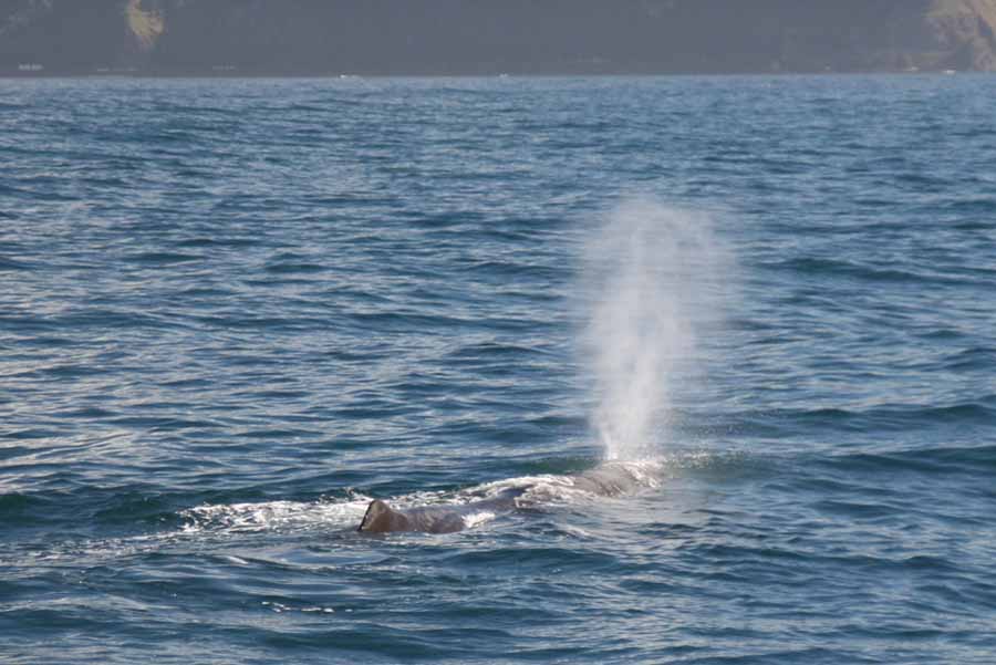 A whale on the surface