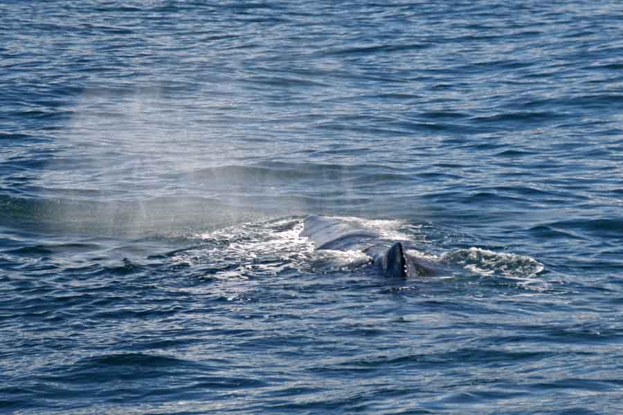 A whale on the surface