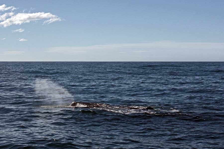 A whale on the surface