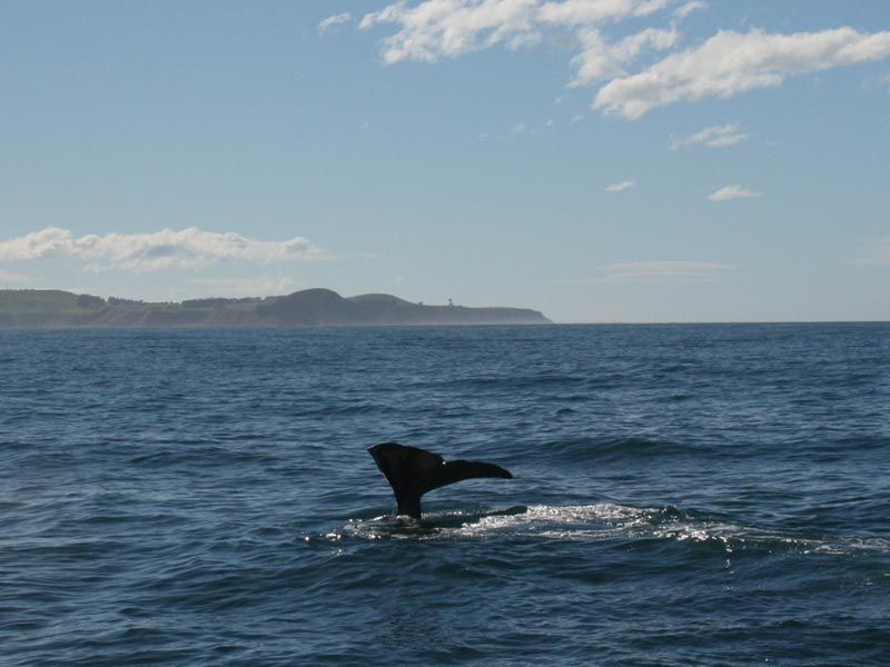 a Whale waving goodbye