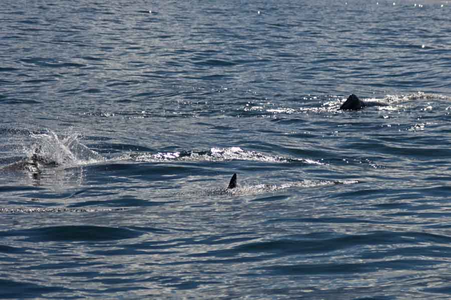 A whale on the surface with dolphins