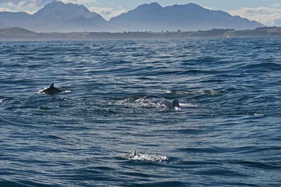 A whale on the surface