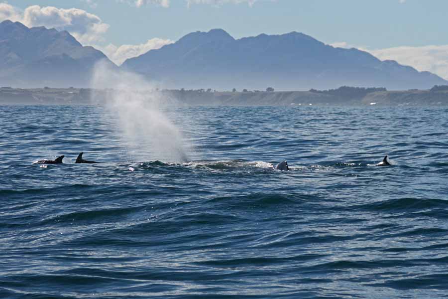 A whale on the surface with dolphins