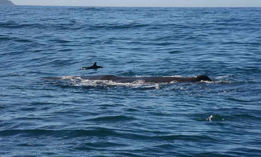 A whale on the surface with dolphins