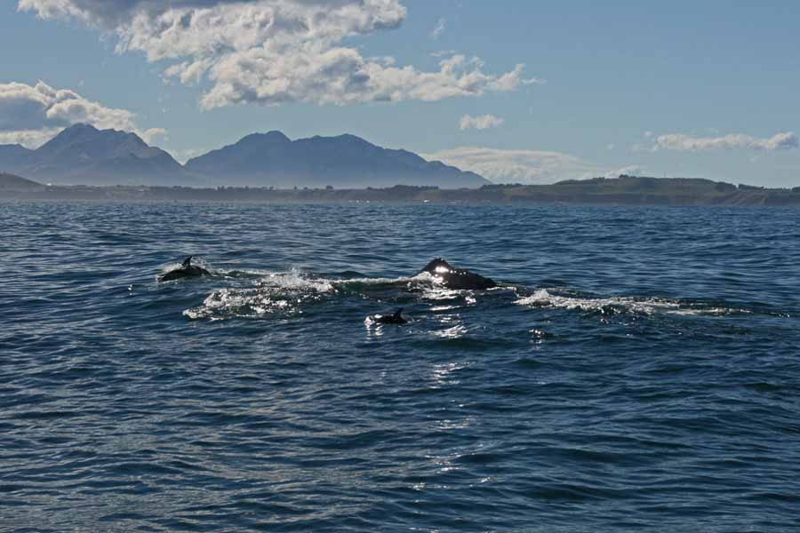 A whale on the surface with dolphins