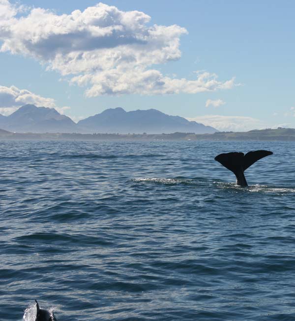 a Whale waving goodbye