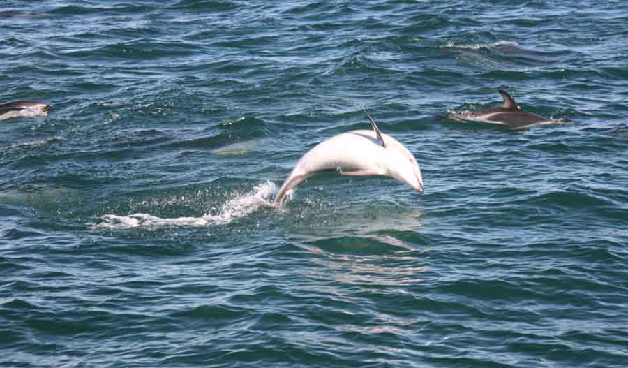 A dolphin showing off