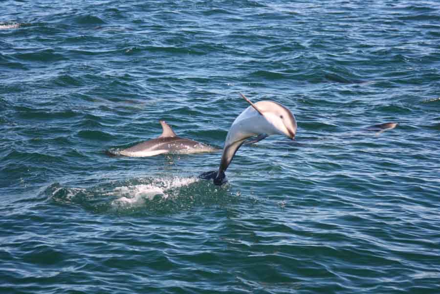A dolphin showing off