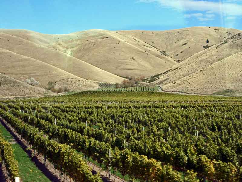 Marlborough vineyards