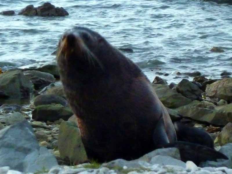 Seal at Kaikoura