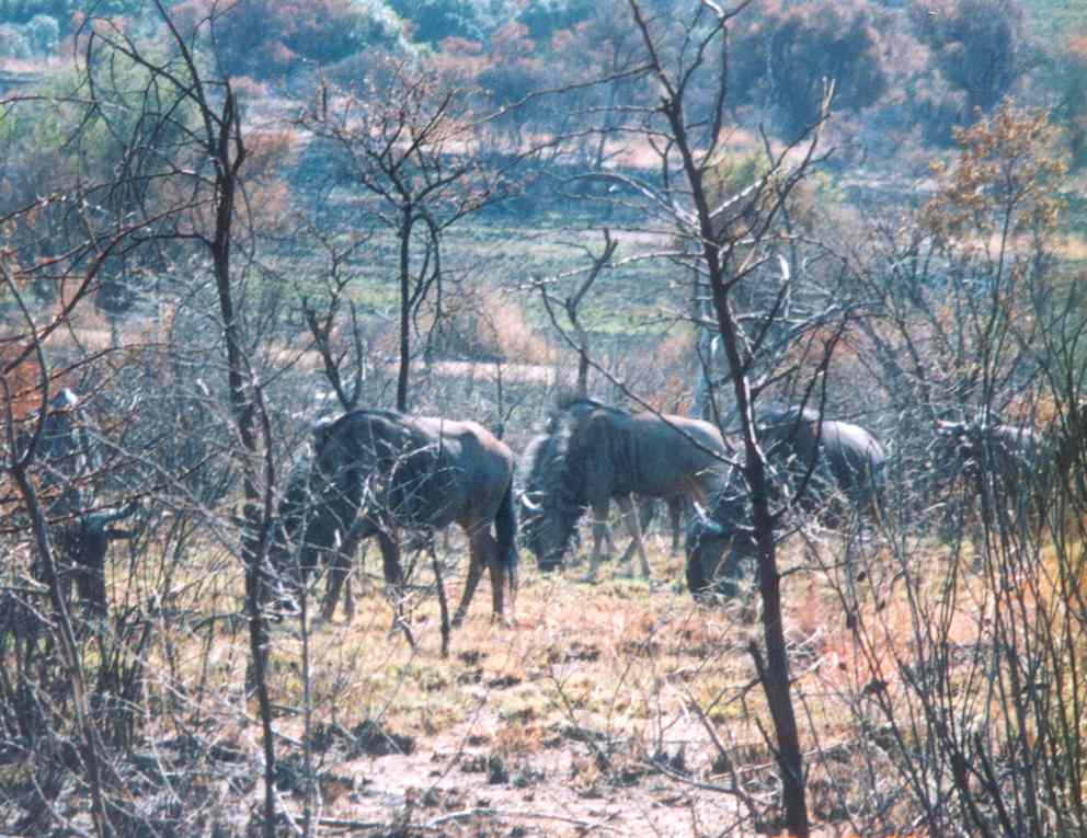 Wildebeest