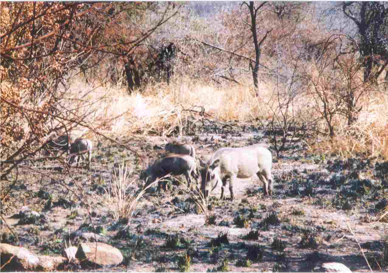 Grazing in the shade