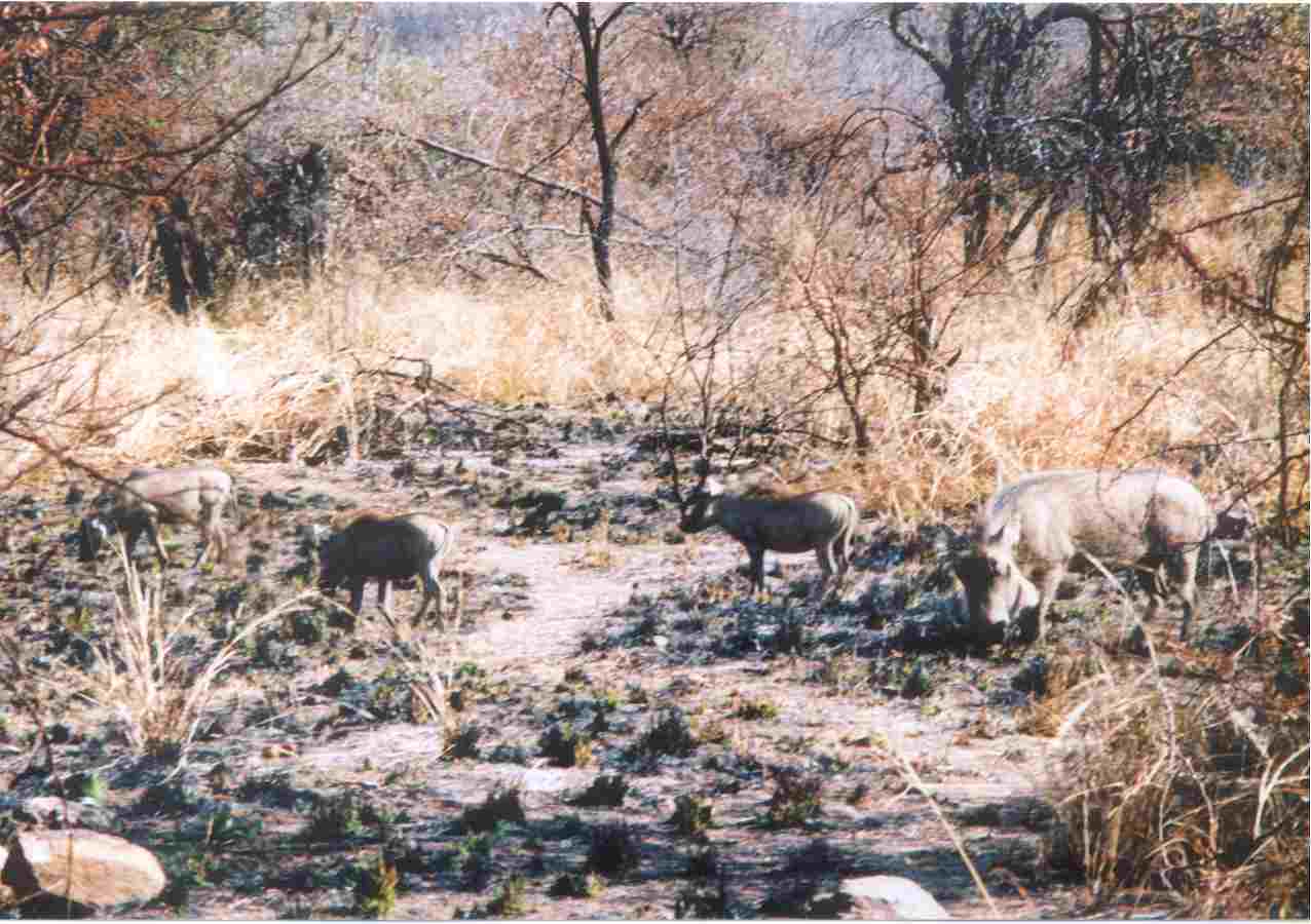 Grazing in the shade
