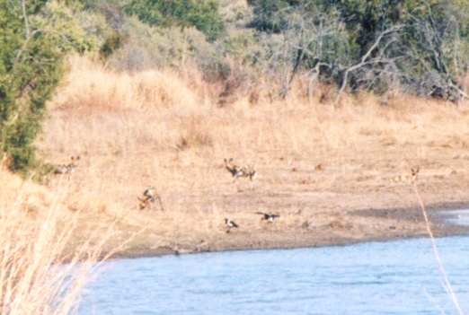 Wild Dogs in the sun