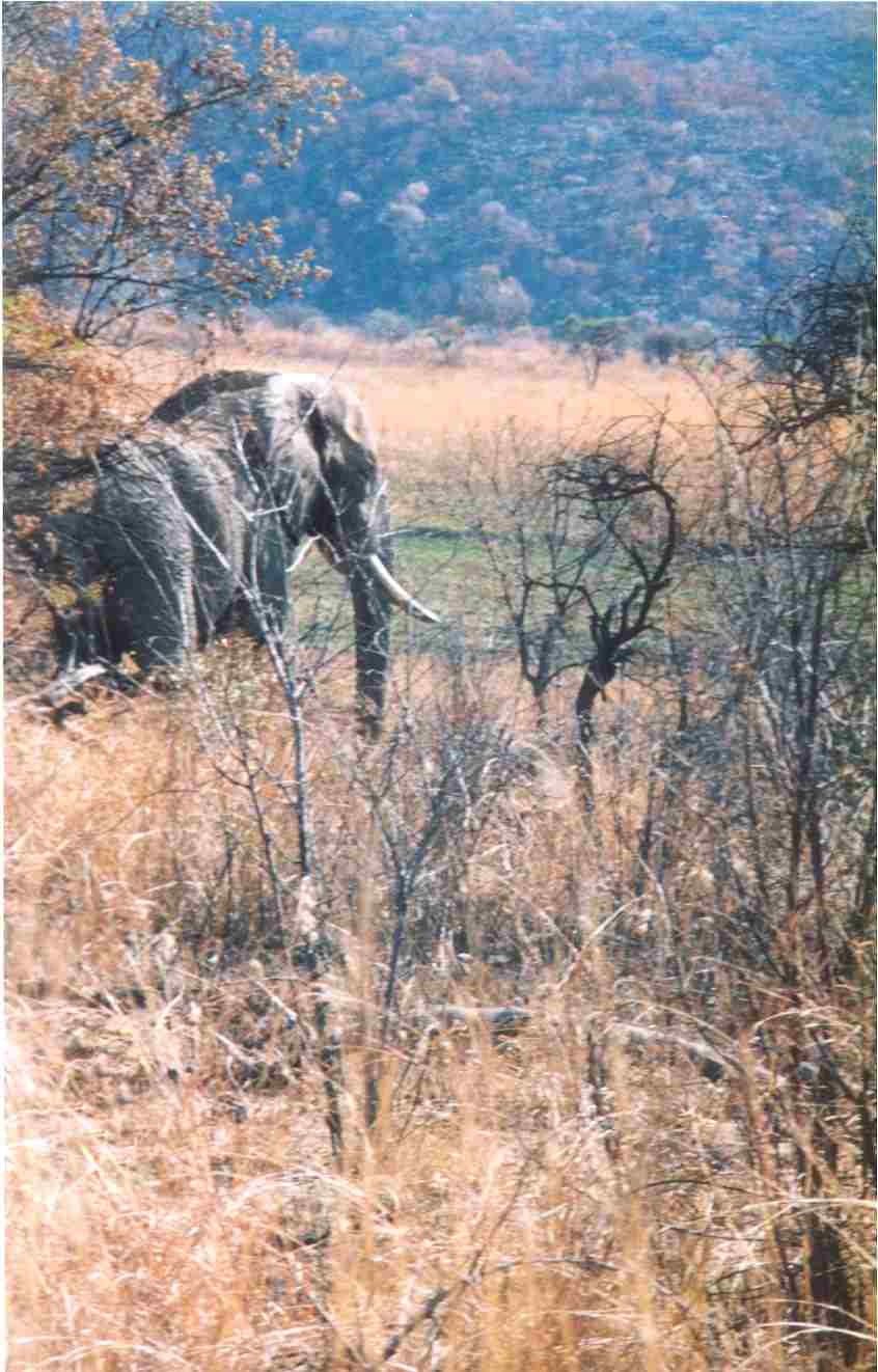 Elephant in the shade