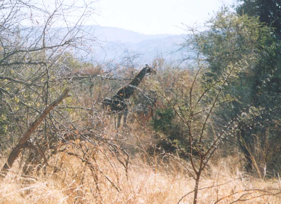 Giraffe in the trees