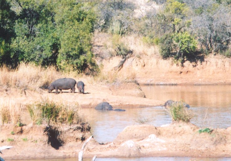 Hippos by the water hole