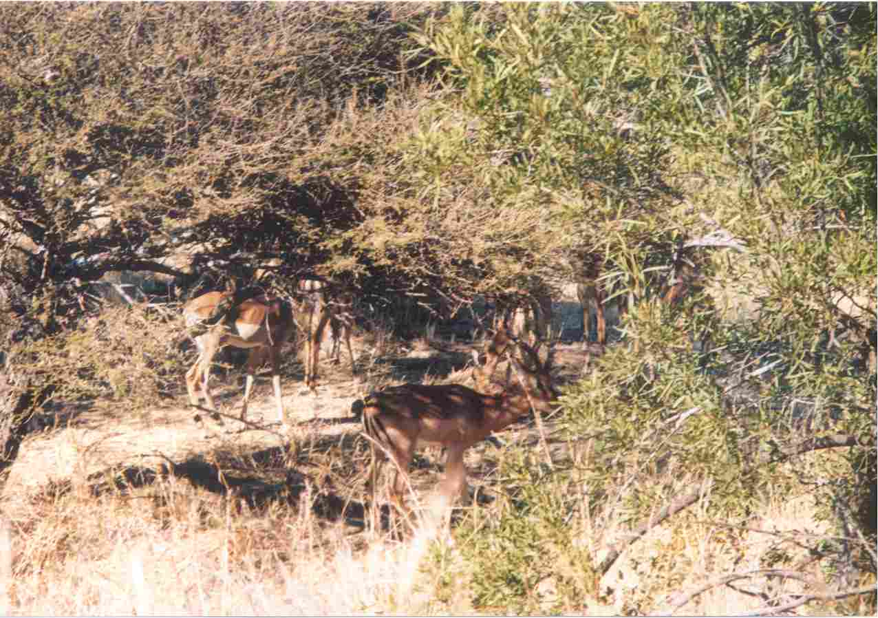 Grazing in the shade