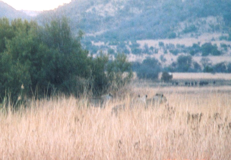 Lions in the long grass