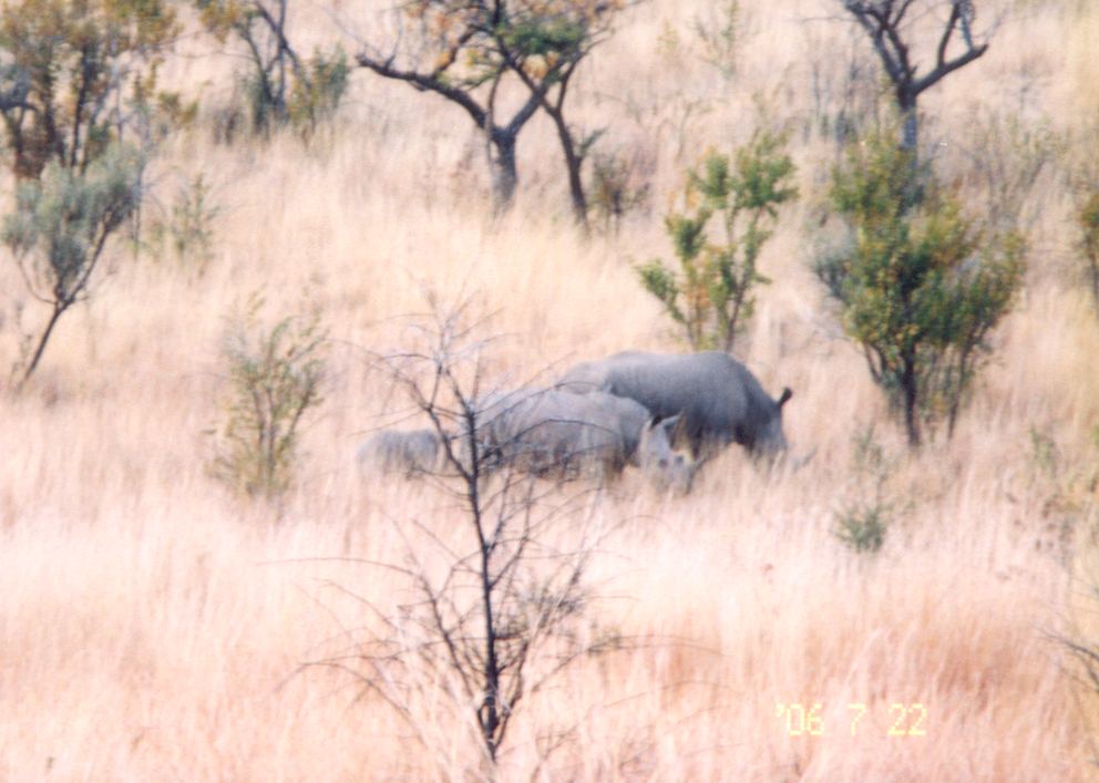 Rhinos in the long grass