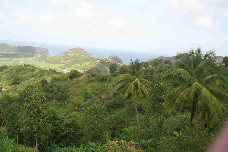 Looking down on the Banana Plantation, April 2000
