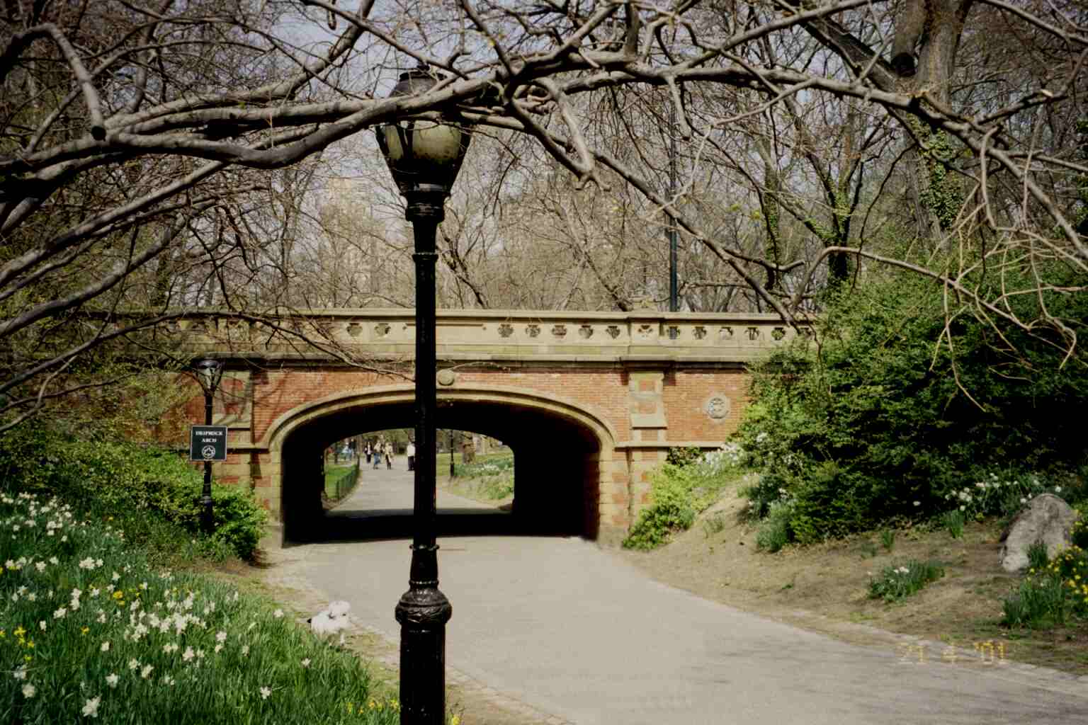 Daffodils by the bridge