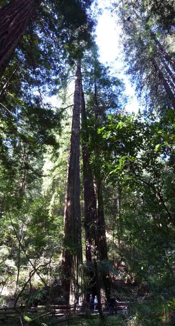 Coastal redwood
